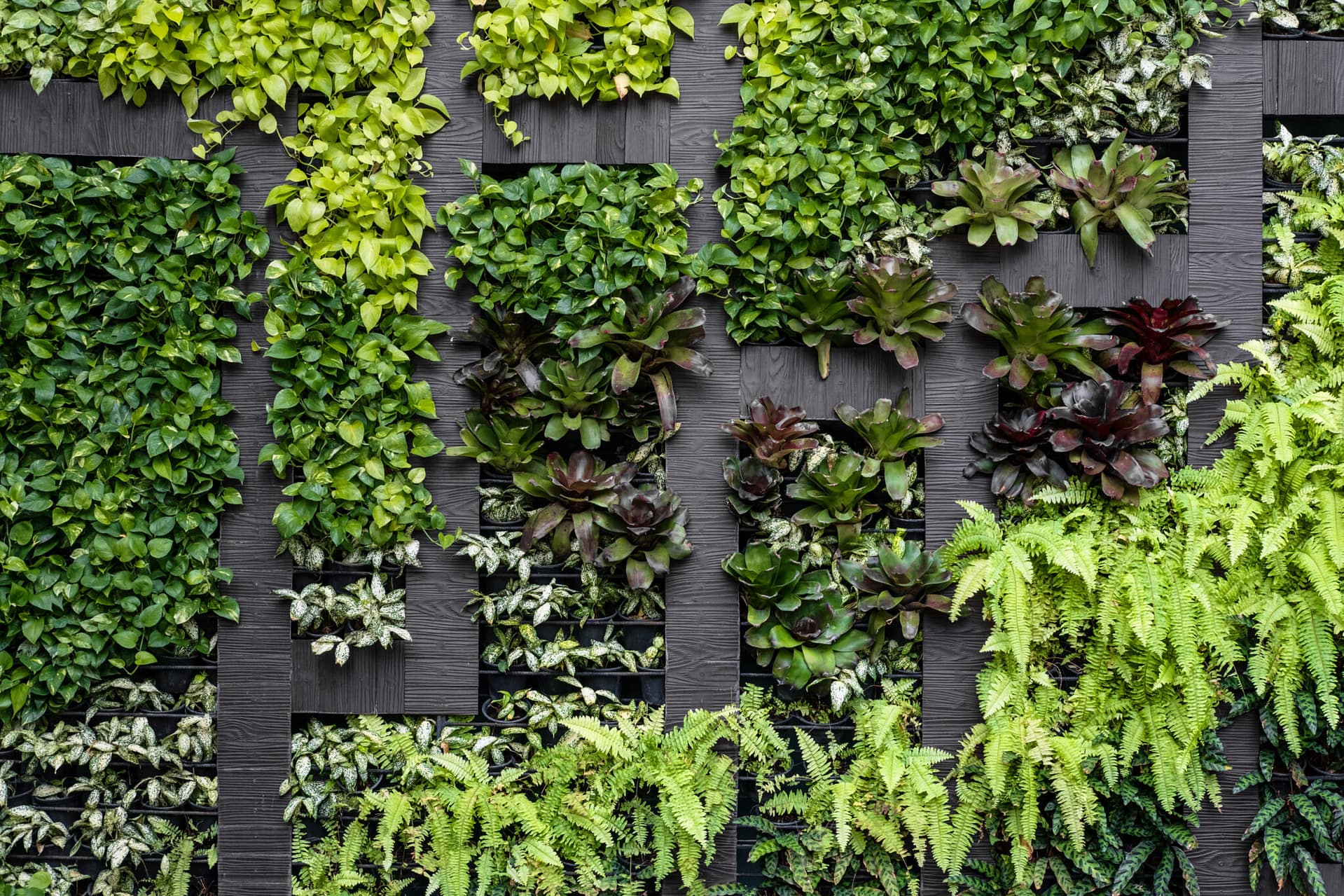 A green plant wall with geometric design.