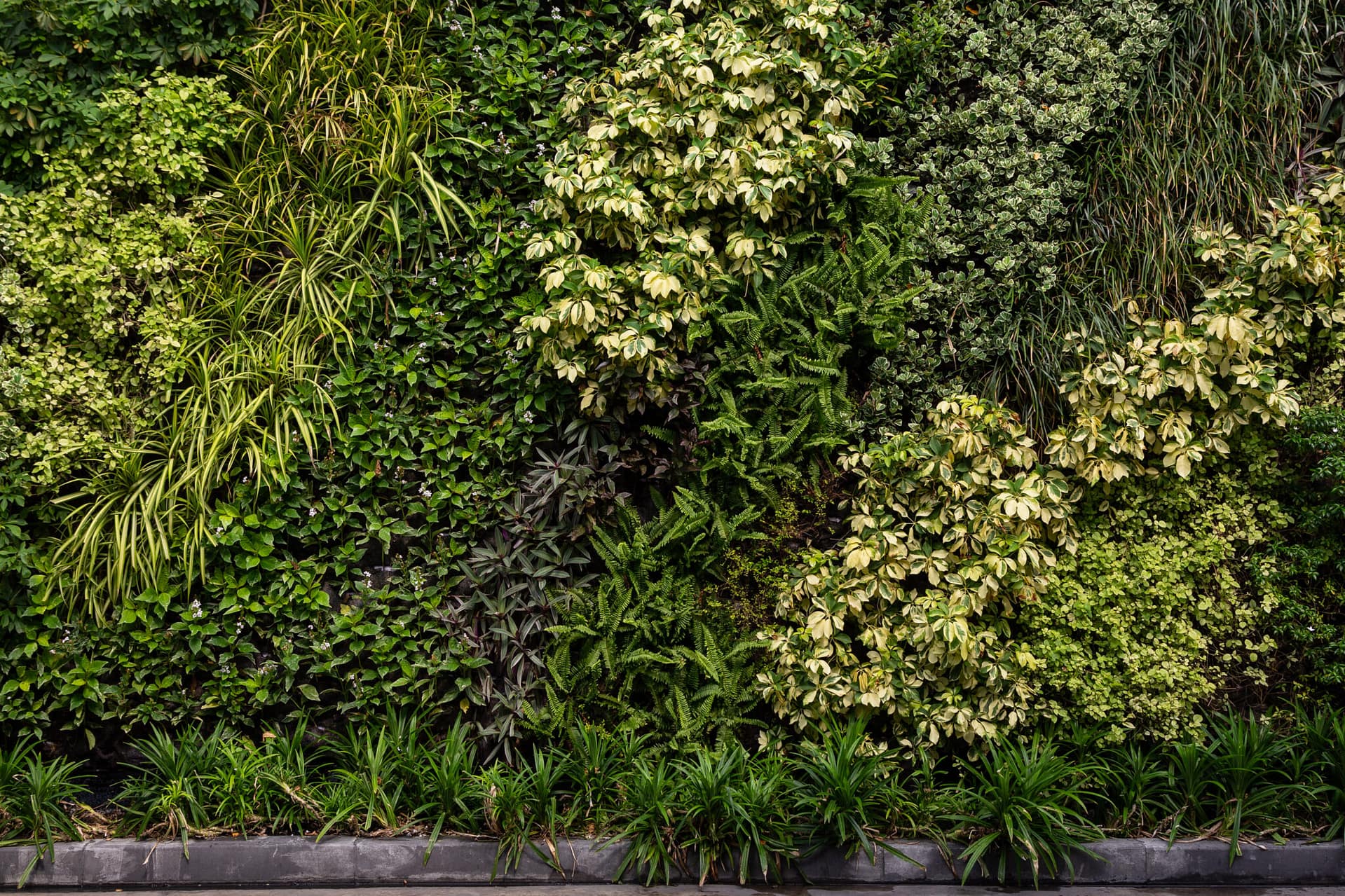 A live plant wall. 
