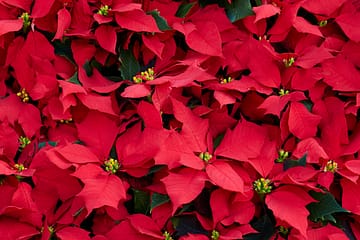 holiday plantscaping