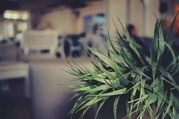 Tips for Maintaining Shreveport Plantscaping in Winter