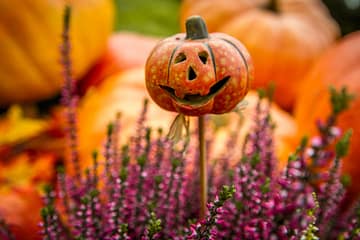 Carved pumpkin accent in a flowering purple plant with larger orange pumpkins in the background