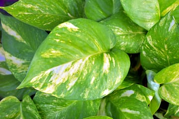 If you are considering plant rentals from Billy Heroman's, here are three benefits you'll love.