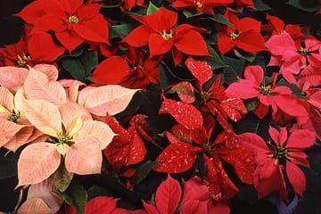For Christmas landscaping needs, make sure to hire professionals you can trust.