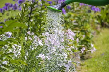 Discover how a plant watering service can help you save time and money while keeping your plants healthy.