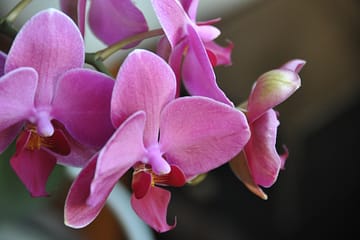 Enjoy gorgeous plant rentals like orchids from Billy Heroman's Plants!