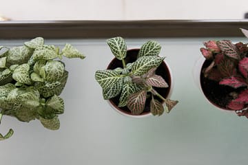 Beautiful indoor plants cared for by an affordable plant watering service cost.