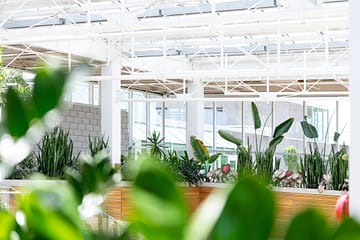 A Baton Rouge office with plantscaping brightening the space.