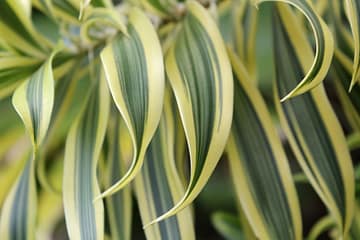 Close-up of a low best low-maintenance indoor plant.