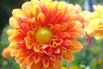 Bright beautiful summer plant blooms thanks to summer plant maintenance services
