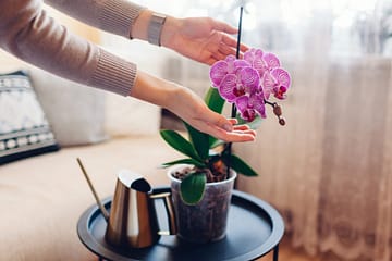 Woman caring for an orchid plant.