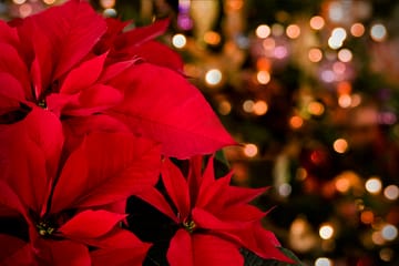 Poinsettias against defocused Christmas lights.