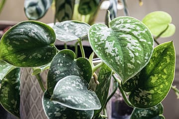 Close up of leaves on Satin pothos