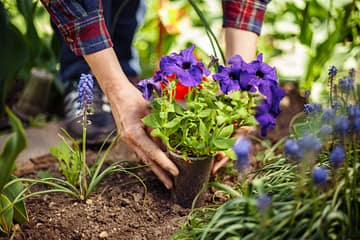 Woman planting a plant.